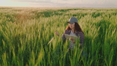 Elinde tabletle çiftçi, yeşil buğday, tarım, online veri transferi, tarım tarlalarında ekmek üretimi, toprak tarlalarında tahıl ekimi yetiştirme, tarım işiyle uğraşan bir tarlada çalışıyor.