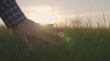 Tarım, güneş ışığının parlaklığı, çiftçi gün batımında buğdayın yeşil filizlerine dokunur, güneşin parlaklığı parmaklarının arasından geçer, toprağın ekili alanlarıyla ilgilenir.