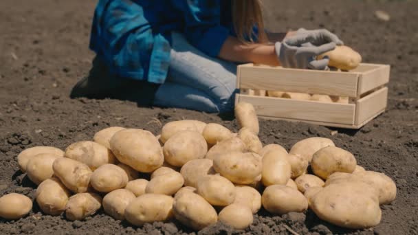 Agronomist sorts potatoes on the ground in the field, agriculture, potato harvest season, tubers of vegetable products from garden, vegetarian healthy food, production of products for business sales — Stock Video