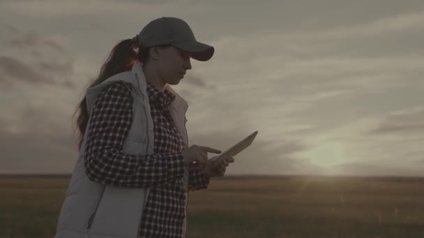 En jordbrukare som arbetar i en surfplatta vid solnedgången, en agronomist som går på jordbruksmark med en pryl, skriver på en display på jordbruksplantager, skördar grödor, jordbruk, företagsproduktion på mark — Stockvideo