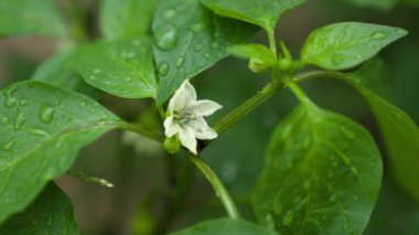Biber bir bahçe yatağında filizlenir, yağmurda, tarlada temiz su, tohum, tarım, yeşil gezegen ekolojisi, bahçıvanlık kavramı, yerde sebze yetiştirme.