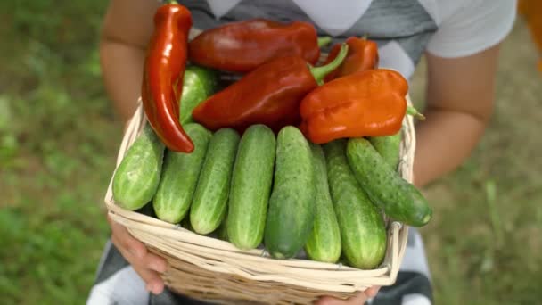Frische Paprika-Gurken aus dem Gemüsegarten, gesunde Nahrung für eine gesunde Ernährung, verschiedene Gemüsesorten, ein Bauer bei der Ernte, frische Produktion köstlicher Paprika-Gurken, Konzept — Stockvideo