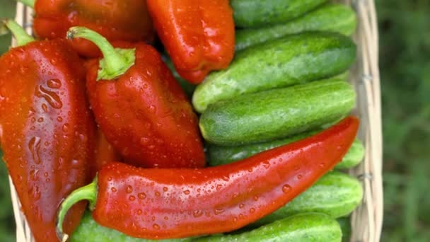 Pimientos rojos dulces y pepinos verdes en una canasta bajo la lluvia, lavar verduras para una ensalada de verano, cosecha fresca de un huerto, salpicaduras de riego de productos alimenticios saludables para una dieta — Vídeos de Stock