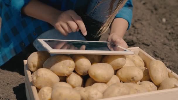 Jordbrukare sitter på marken med en skörd av potatis och arbetar i en tablett, vidrör visning av prylar med finger, odling, skörd av grönsaksodling av potatis, verksamhet odla växter i jord — Stockvideo