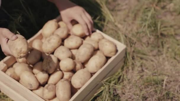 A farmer is sorting ripe potatoes in a wooden box, agriculture, an agronomist on rural land, harvesting vegetables from the soil, the earth has crippled potato tubers, business production in field — Stock Video