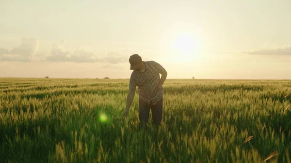 Сільське господарство, фермер з табличкою йде через пшеничне поле в сяйві сонця, агроном працює в сільській місцевості на заході сонця, виробляє хліб на плантаціях ферм, вирощує зелені пшеничні культури — стокове фото