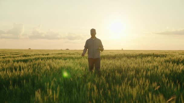 Сельское хозяйство, фермер с табличкой ходит по пшеничному полю в лучах солнца, агроном работает на сельской земле на закате, производит хлеб на ферме плантации, выращивает зеленую пшеницу — стоковое видео