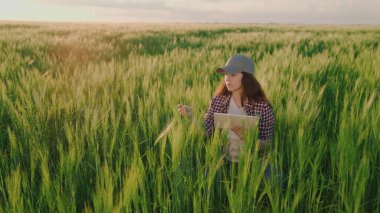 Elinde tabletle çiftçi, yeşil buğday, tarım, online veri transferi, tarım tarlalarında ekmek üretimi, toprak tarlalarında tahıl ekimi yetiştirme, tarım işiyle uğraşan bir tarlada çalışıyor.