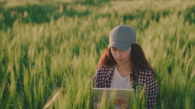 Tablet yeşil buğday tarlasıyla çalışan çiftçi, çevrimiçi iş, tarım, organik endüstri kesim, büyüyen tarım çiftlikleri, hasat arazileri, kırsal alanlarda büyüyen hayaller, tarımsal ekran