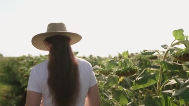 Agricultor trabalha em tablet em um campo de girassóis por do sol motos, agricultura, um agrônomo terra agrícola fazenda plantação, sementes de flores amarelas, produção de óleo de girassol, vida em parcelas de terra solo — Vídeo de Stock