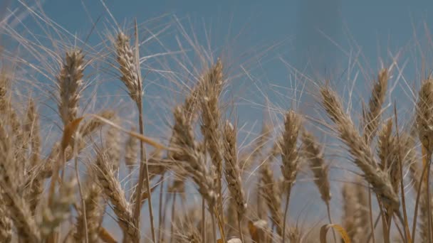 Сільське господарство, сільськогосподарське поле стиглої пшениці на тлі блакитного неба, вирощування жита на плантаціях, час збору врожаю на землі, дозріле зерно в сільській місцевості, технологія росту рослин в грунті влітку — стокове відео