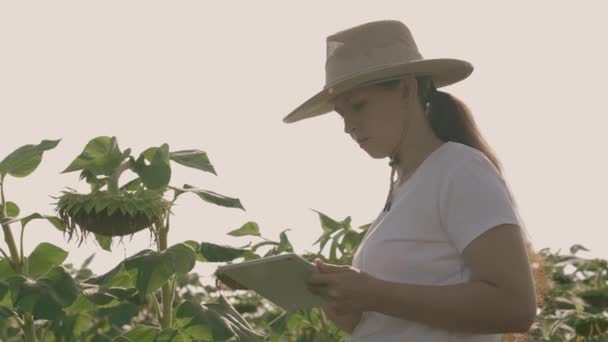 ひまわり畑でタブレットを持つ農家農業学者は植物油の生産のための種を育てひまわりの販売のためのプランテーションを作ります — ストック動画