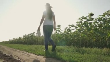 Lastik çizmeli çiftçi tarlada güneş ışığı, tarım, çiftlikte büyüyen ayçiçekleri, sebze ayçiçeği yağı ve tarım arazisi yapmak için tohum toplayarak yürür.
