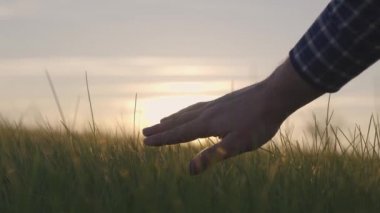 Çiftçilerin elinde günbatımında buğday, tarım, yeşil buğday tarlası, ekin yetiştirme, tarım, gıda üretim işi, gübrelenmiş topraklarda buğday yetiştirme, kırsal kesimde işçi çiftliği, tarımsal alanda tarım.