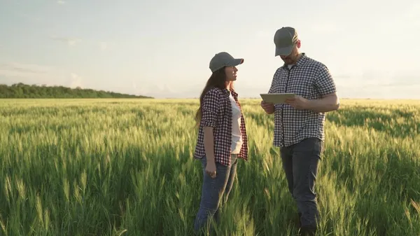 Boeren schudden handen op het veld met tarwe, teamwork in de landbouw, business voor de productie van graanproducten, vergadering van agronomen plantages land, kijken naar tablet terwijl staande grond met rogge — Stockfoto