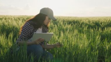 Çiftçi gün batımında tablet vitrininde çalışıyor buğday tarlalarında, tarım, şafak vakti çavdar fideleri, tarlalardaki ekinlerin büyümesi, çiftlikte yetişen yeşil buğday.