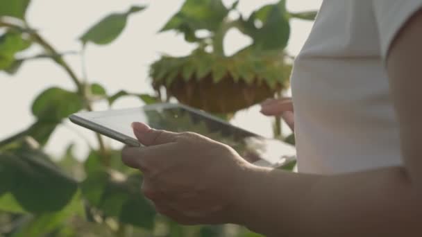 Фермер с табличкой в руке работает на подсолнечнике на закате, блики солнечного света на планшете, бизнес выращивания семян для производства растительного масла, полезных продуктов питания, сельского хозяйства, фермы с урожаем — стоковое видео