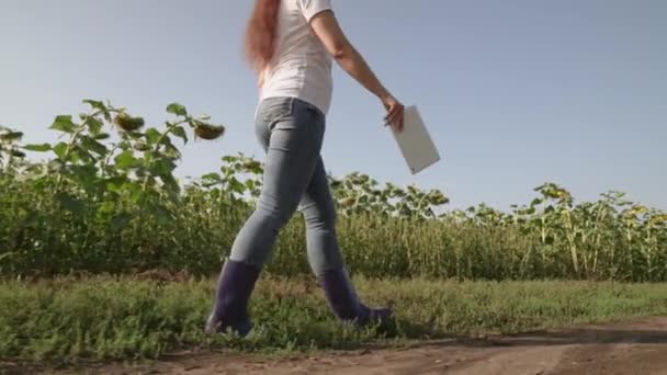 Een boer in rubberen laarzen loopt over het veld met tablet in zijn hand, landbouw, een agronomist die werkt op plantage van geteelde zonnebloemen, de productie van plantaardige olie, groeiende planten in de bodem van de aarde — Stockvideo