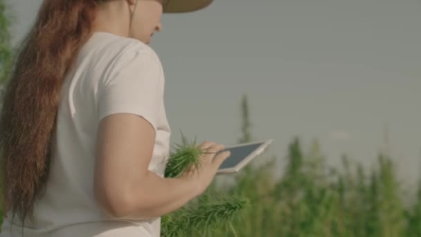 손에 타블렛을 들고 있는 농부는 삼베, 마약 중독 의증가, 삼베 씨를 재배하는 사업, 녹색 대마초, 농업, 마약 중독성 이 있는 식물등을 재배하는 밭에서 일한다 — 비디오