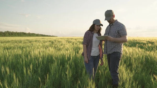 Boeren schudden handen op het veld met tarwe, teamwork in de landbouw, business voor de productie van graanproducten, vergadering van agronomen plantages land, kijken naar tablet terwijl staande grond met rogge — Stockfoto