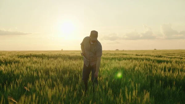 Landbouwer met een tablet die in het veld met groene tarwe werkt, graangewassen verbouwt op het landbouwbedrijf, landbouw, landbouwkundige op het platteland, met rogge beplante grond, jonge tarweoren, zaadproductie — Stockfoto