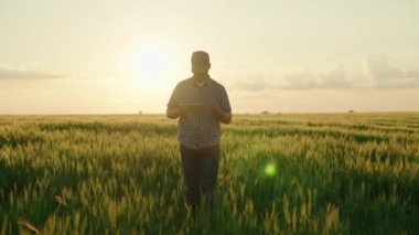 Tarlada yeşil buğdayla çalışan çiftçi, tarlada tahıl yetiştiren tarım, kırsal alanda tarım yapan tarım tarımcısı, çavdar ekili toprak, buğday hasadının genç kulakları, tohum üretimi