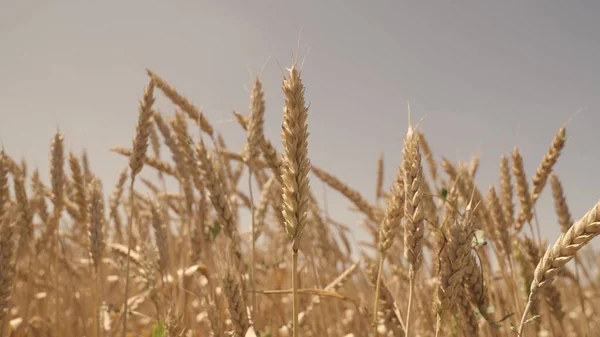 黄金の小麦畑農業小麦粉事業穀物製品エコ農地プランテーションにライ麦を栽培する土地研削用全粒穀物の成長の耳を持つ土地 — ストック写真