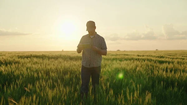 Zemědělec s tabletami na poli se zelenou pšenicí, pěstování obilnin na farmě, zemědělství, podnikatel na venkově, půda osázená žitem, mladé uši sklizně pšenice, produkce osiva — Stock fotografie