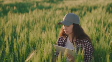 Tablet yeşil buğday tarlasıyla çalışan çiftçi, çevrimiçi iş, tarım, organik endüstri kesim, büyüyen tarım çiftlikleri, hasat arazileri, kırsal alanlarda büyüyen hayaller, tarımsal ekran