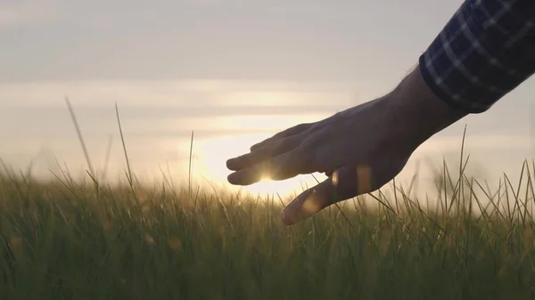 Farmer holds hand over wheat at sunset, farming, green wheat field, growing crops on plantation, food production business, growing wheat on fertilized soil, rural working man farm, agricultural rural — Stock Photo, Image