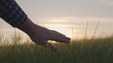 Tarım, tarlada eli olan genç buğday fidanlarına dokunmak, kırsal arazide çalışan bir çiftçi, tarım ekinleri hasat eden bir çiftçi, büyüyen tahıl ürünleri üreten bir işletme.