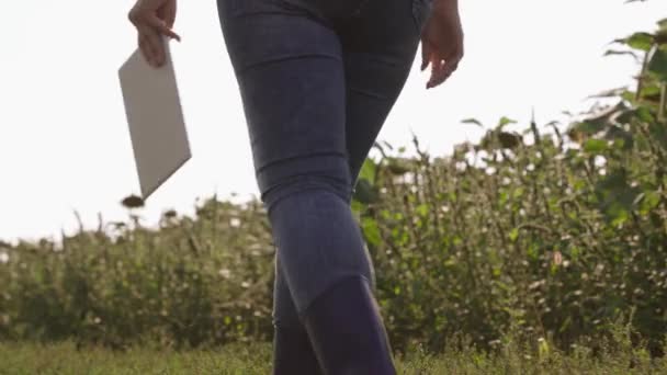 Un agricoltore in stivali di gomma cammina attraverso il campo con tablet in mano, agricoltura, un agronomo che lavora sulla piantagione di girasole coltivato, producendo olio vegetale, coltivando piante nel terreno della terra — Video Stock