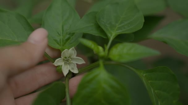 Mão toca flor branca, pimentão doce, agronomista monitora crescimento de resultados, jardineiro em estufa cuida de culturas vegetais, negócio de alimentos, agricultura, cuidado para mudas em horta — Vídeo de Stock