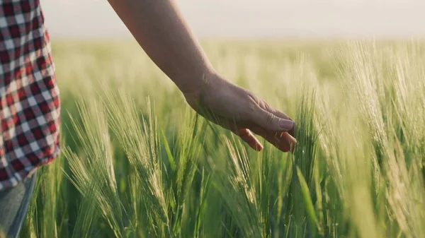 Landbouwer raakt groene tarwe in het veld, rogge teelt bedrijf, oogst op het platteland, agrarische industrie, aanraken bladeren van groeiende plantage, werkconcept, gezond voedsel voor voeding — Stockfoto