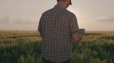 Gün batımında yeşil buğday tarlasında bir tabletle çalışan bir çiftçi, tarım, kırsal alanda çavdar tohumu, tahıl ekili tarlalar, tarımsal un işi, tarım uzmanı.