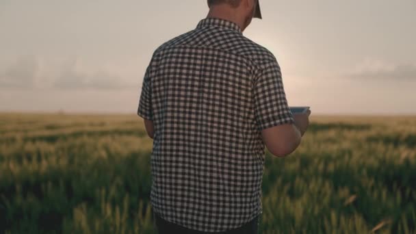 Zemědělec pracující s tabletou na poli zelené pšenice při západu slunce, zemědělství, žitné sazenice na venkově, plantáže oseté obilninami, zemědělský obchod s moukou, agronomista na farmě — Stock video