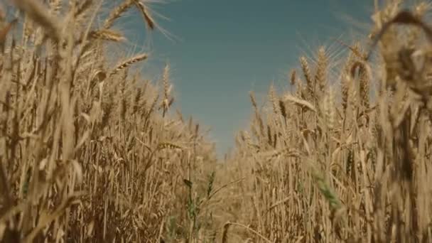 Landbouw, landbouwgrond van rijpe tarwe tegen de achtergrond van de blauwe lucht, rogge kweken op plantages, oogsttijd op de grond, gerijpt graan op het platteland, technologie van plantengroei in de bodem in de zomer — Stockvideo