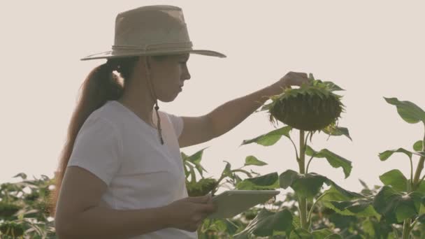 Boer met tablet die in het veld werkt met zonnebloemen, productie van zonnebloempitten voor het maken van plantaardige olie, handel in oliehoudende planten, agronomische plantage op het platteland, landbouw — Stockvideo