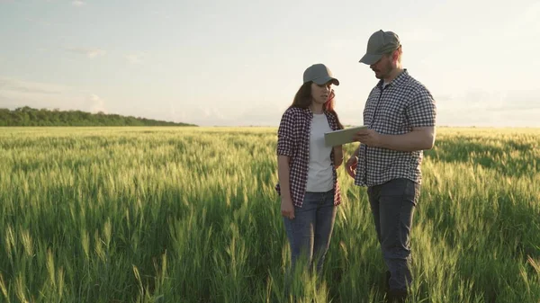 Boeren schudden handen op het veld met tarwe, teamwork in de landbouw, business voor de productie van graanproducten, vergadering van agronomen plantages land, kijken naar tablet terwijl staande grond met rogge — Stockfoto