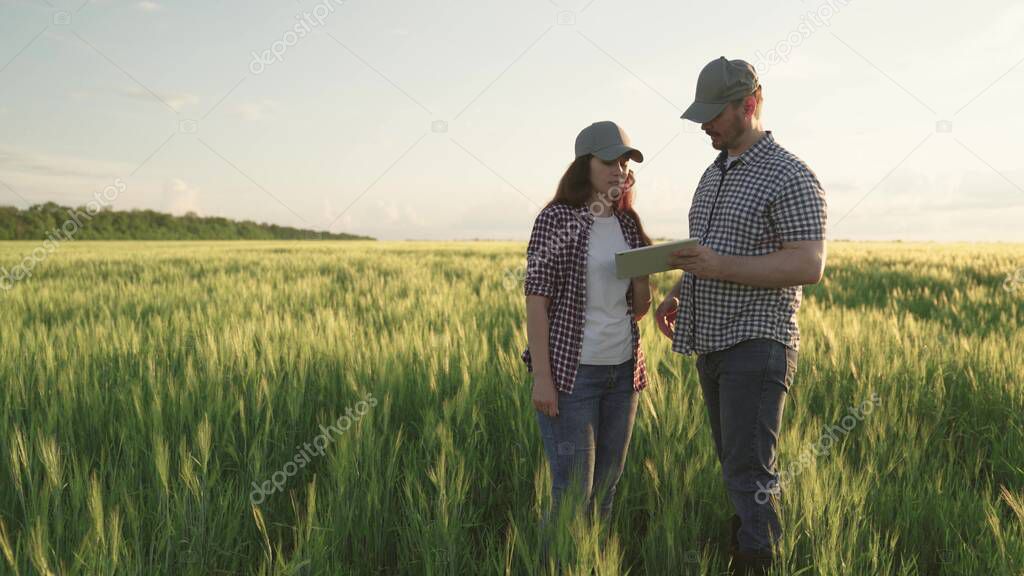 farmers shake hands on field with wheat, teamwork in agriculture, business for production of grain products, meeting of agronomists plantations land, looking into tablet while standing soil with rye
