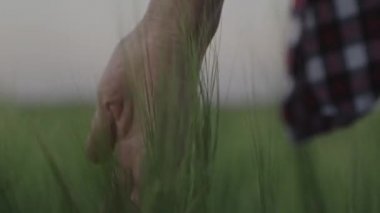 Çiftçi parmaklarını yeşil buğday tarlasında, tarımda, tarımda, çiftçi tahılında, tahıl ekmekte, çiftçi çiftliğinde, çiftçi çiftliğinde, organik yiyeceklerde, tarımcı elinde palmiyeyle yetişmiş çavdara bakıyor.