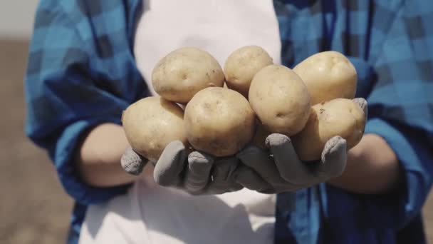 Agricoltore che detiene un raccolto di patate in campo, raccolta, patate selezionate scavate dal terreno nella piantagione, attività di produzione di patate, agricoltura, cibo vegetale vegetariano sano in autunno — Video Stock