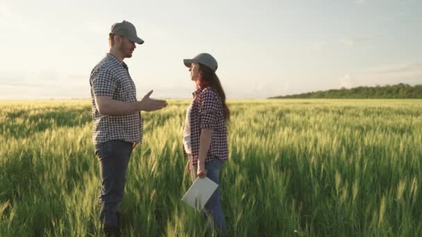農業、農家は握手を交わし、緑の小麦、男と女が田園のプランテーションでタブレットで働き、食料品の生産のために小麦の穀物を栽培しました — ストック動画