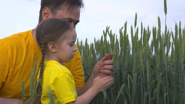 Meisje dochter met haar vader als boer in een veld met tarwe, gelukkig familiebedrijf, landbouw, agronomist in het veld met een kind kijkt naar de geteelde tarwekorrels, voor te bereiden op het oogsten — Stockfoto