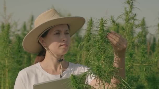 Agriculteur avec tablette dans ses mains travaille dans le champ avec du chanvre, la culture de la toxicomanie, entreprise de culture de graines de chanvre plantations de terre, cannabis vert, agriculture, plante aux propriétés toxicomanes — Video