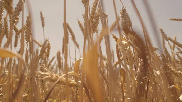 Campo de trigo dourado contra o céu, agricultura, eco, plantação de culturas, alimentos saudáveis plantações agrícolas cultivadas, negócio produção de pão de grão integral, tempo de colheita, centeio na parcela de terra do solo, terra rural — Fotografia de Stock