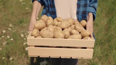 Çiftçi tarlada kutu içinde patates taşır, hasat zamanı, üretim çiftliğinde sebze üretimi, toprak, tarım, taze sağlıklı vejetaryen gıdası, tarım, tarım...