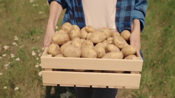 Фермер несет картофель в коробке по полю, время сбора урожая, производство овощей на ферме-изготовителе, выращивание картофельных клубней из почвы, земледелие, свежая здоровая вегетарианская пища, агроном — стоковое видео