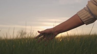 Çiftçi elini yeşil buğdaya değdirirken güneş, tarım, büyüyen buğday filizli tarla, kırsal alanda çavdar yetiştirme, un ürünleri üretmek için tahıl yetiştirme, sağlıklı gıda