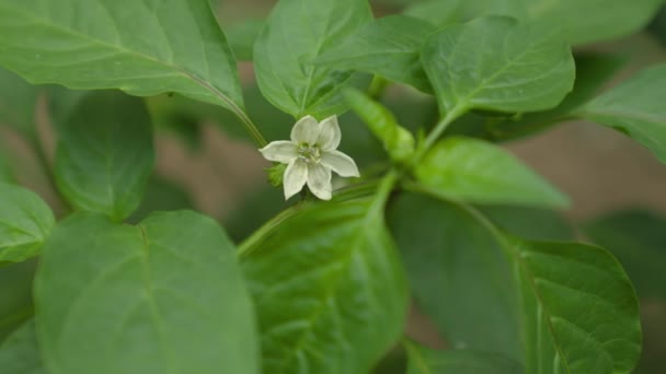 हाथ सफेद फूल, मीठे मिर्च को छूता है, कृषिविज्ञानी मॉनिटर परिणाम विकास, ग्रीनहाउस में बागवानी वनस्पति फसलों, खाद्य व्यवसाय, कृषि, वनस्पति उद्यान में बीज की देखभाल करता है — स्टॉक वीडियो
